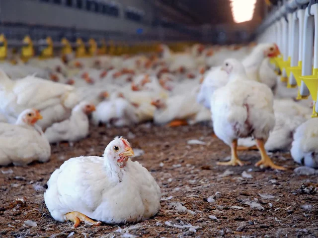 Boehringer Ingelheim Launches Next Generation Innovative Three-in-One Poultry Vaccine in India