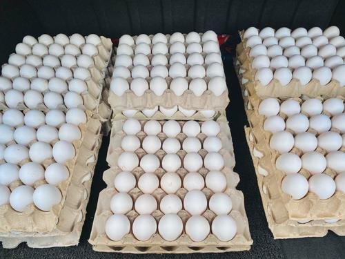 Eggs from Namakkal mark historic entry into US market in a first for India’s poultry industry