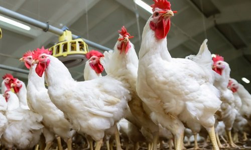 Kerala’s broiler poultry sector faces sustainability crisis amid rising costs