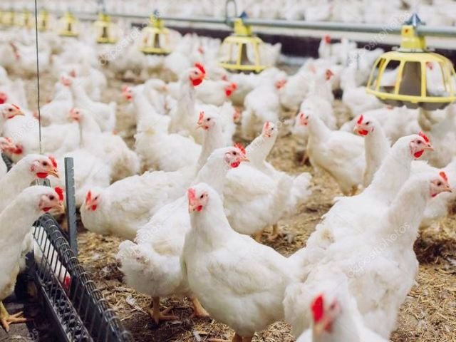 50 per cent US tariff threatens Namakkal’s new egg export market
