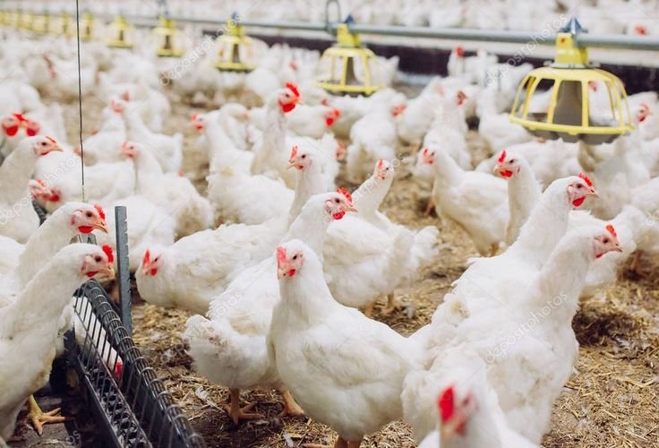 50 per cent US tariff threatens Namakkal’s new egg export market