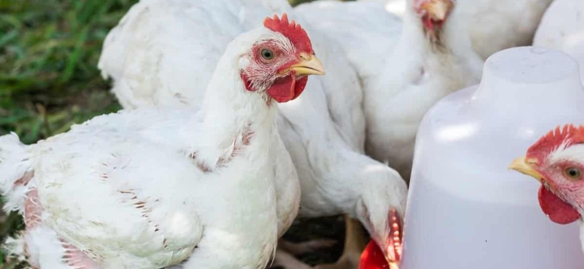 Kashmir poultry sector on brink of collapse, farmers send SOS to CM
