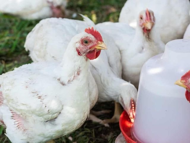 Kashmir poultry sector on brink of collapse, farmers send SOS to CM