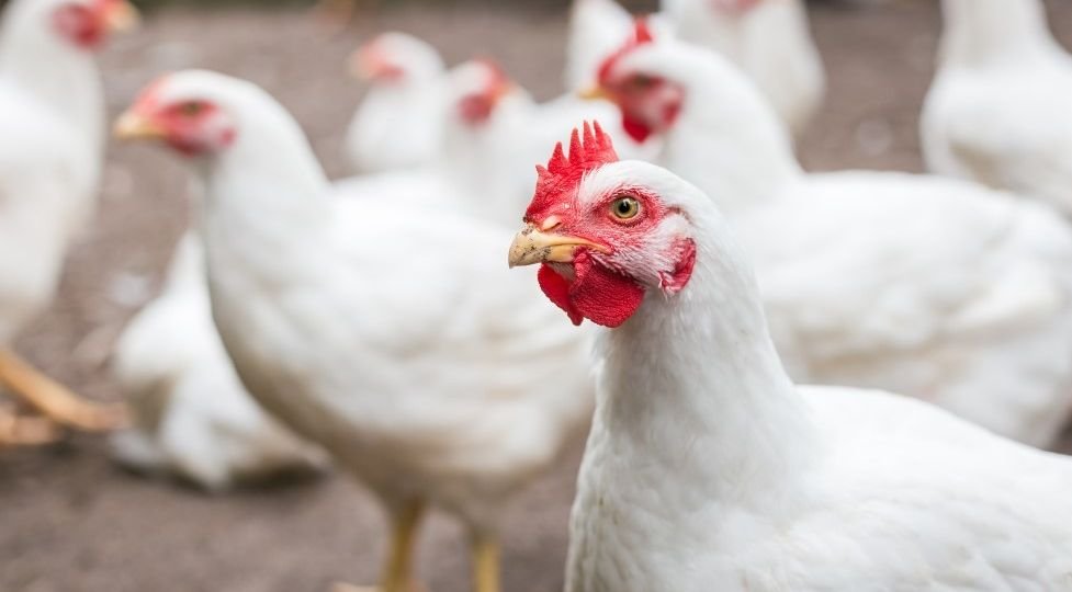 Top 5 egg-producing states driving India’s poultry growth