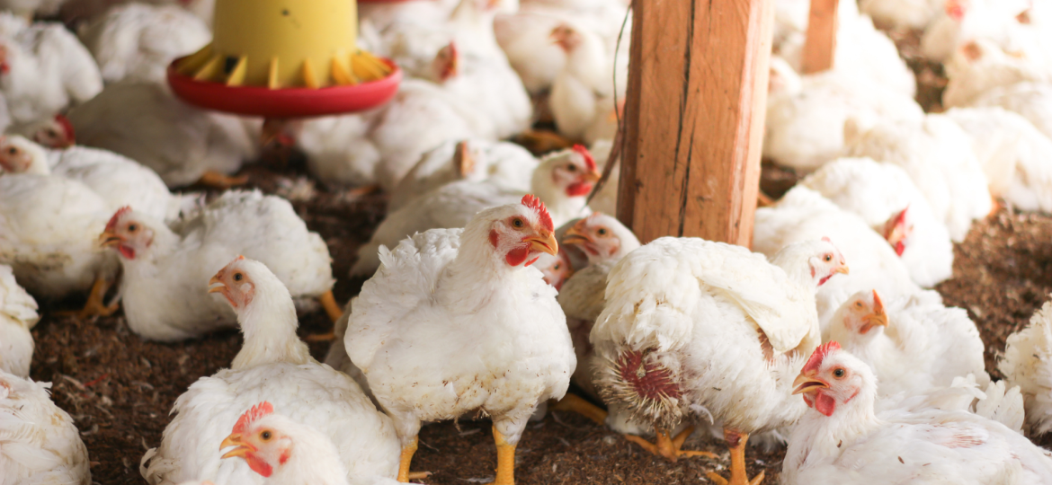 Egg, broiler chicken prices stay under pressure amid weak demand