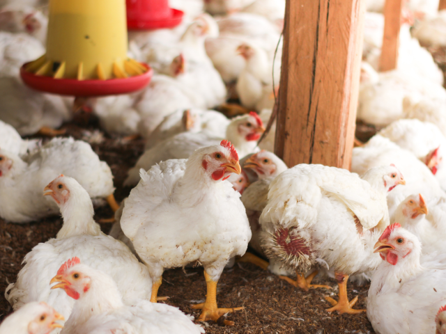 Egg, broiler chicken prices stay under pressure amid weak demand