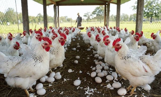 Farmers and consumers bear losses, retailers reap profits