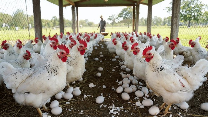 Farmers and consumers bear losses, retailers reap profits