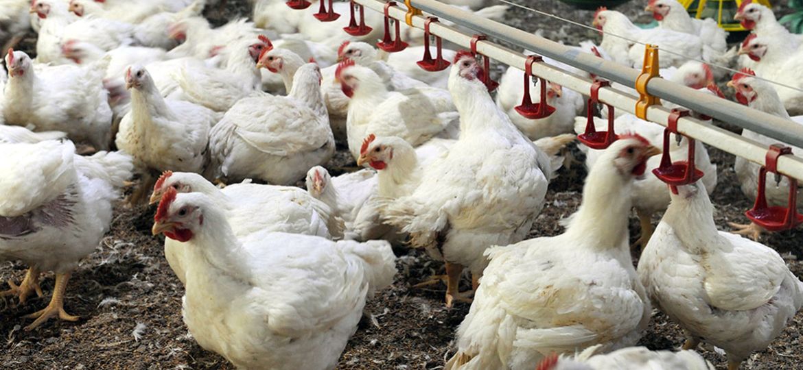Birds in 2 more poultry farms test positive for Avian Flu