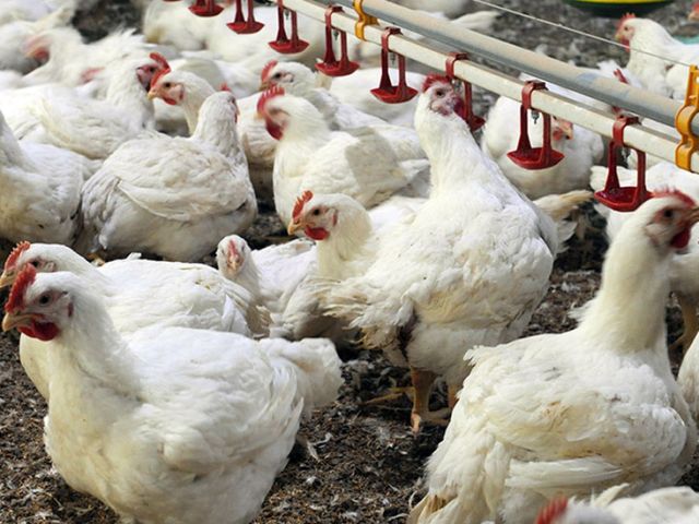 Birds in 2 more poultry farms test positive for Avian Flu