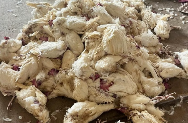 Severe heatwave in Andhra Pradesh leaves poultry sector in crisis as bird deaths skyrocket