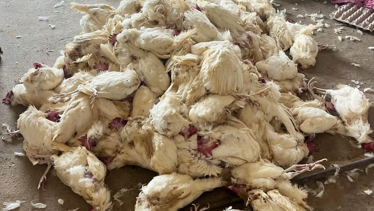 Severe heatwave in Andhra Pradesh leaves poultry sector in crisis as bird deaths skyrocket
