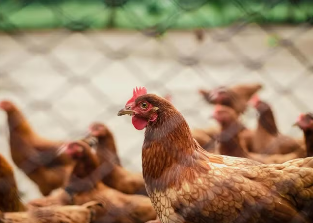 Poultry output to fall 25% as rising soybean meal prices squeeze margins