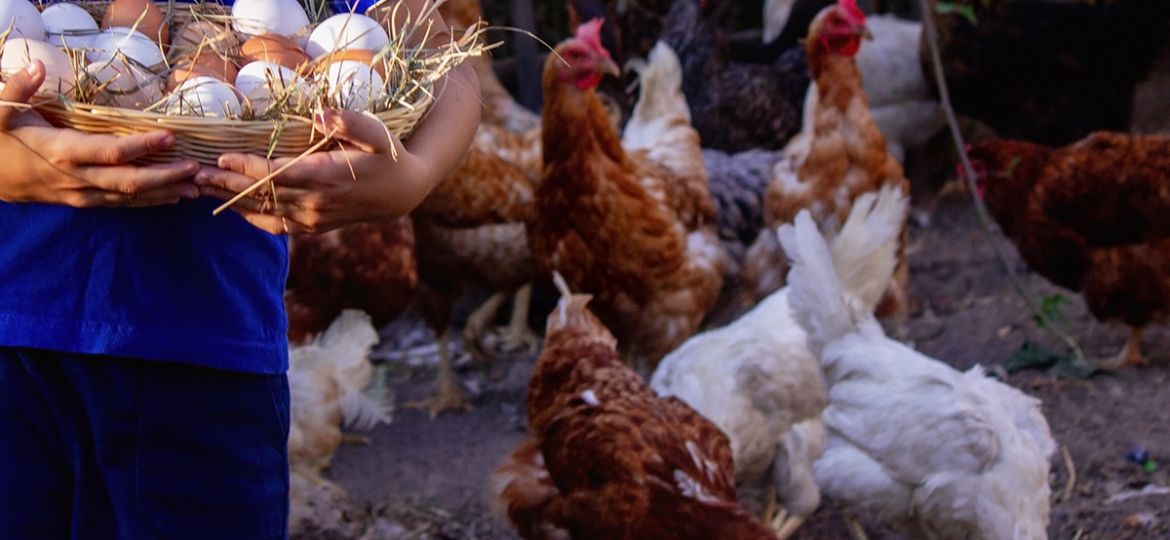 Poultry industry set to return to 10% growth this fiscal on stronger demand, prices