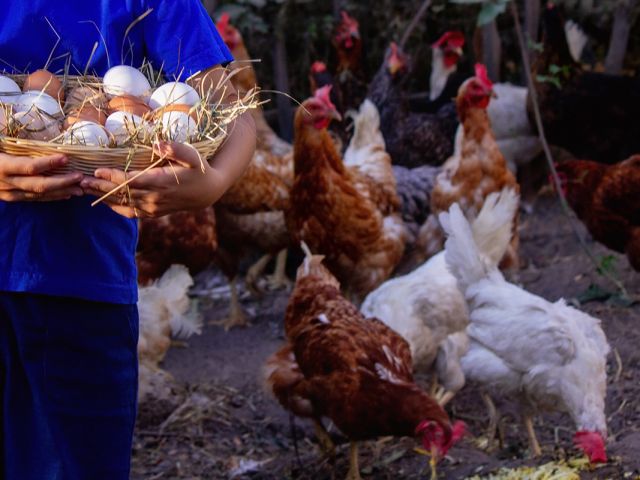 Poultry industry set to return to 10% growth this fiscal on stronger demand, prices