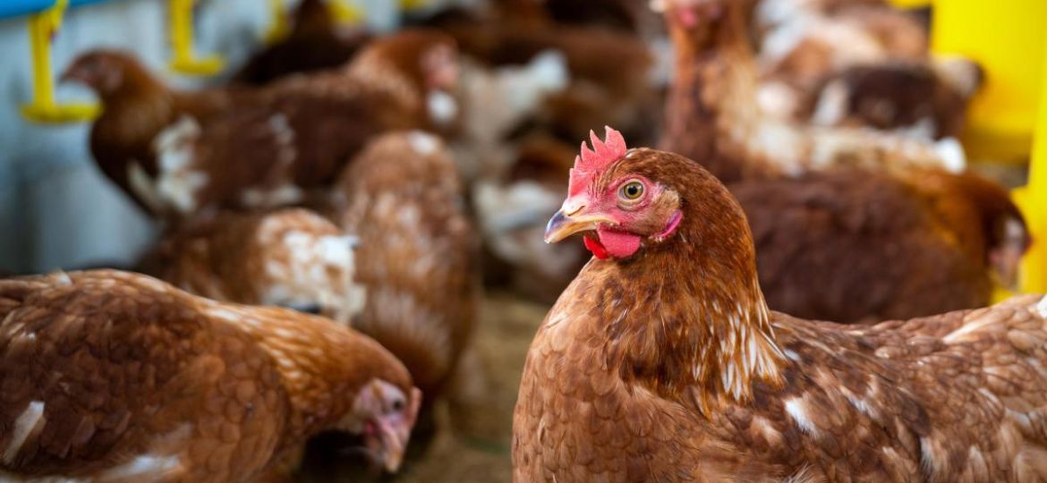Up To 1 Lakh Poultry Shops To Remain Shut In Tamil Nadu As Chicken Sales Suspended