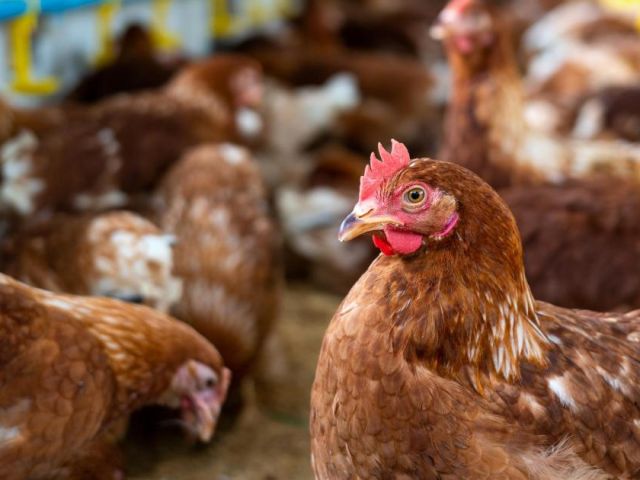 Up To 1 Lakh Poultry Shops To Remain Shut In Tamil Nadu As Chicken Sales Suspended