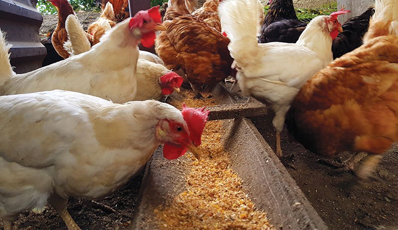 poultry-feed-market-current-situation-and-growth-forecast-to-2026-papaak